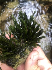 Fissidens grandifrons