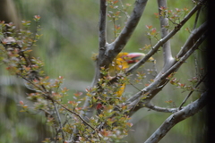 Pteroglossus bailloni