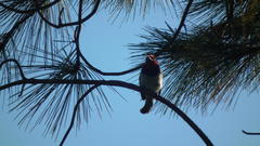 Lybius torquatus torquatus