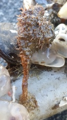 Boltenia villosa