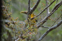 Pteroglossus bailloni