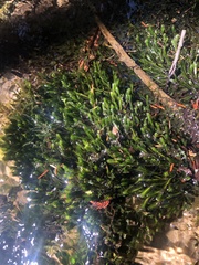 Fissidens grandifrons