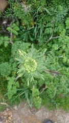 Daucus carota gummifer