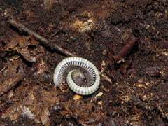 Pachyiulus krivolutskyi