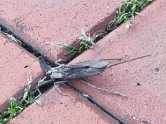 Laccotrephes japonensis