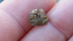 Glebocarcinus oregonensis