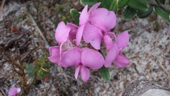 Podalyria biflora