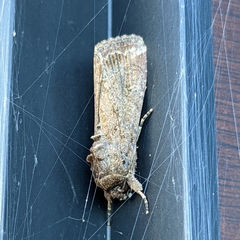 Spodoptera exigua