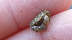 Glebocarcinus oregonensis