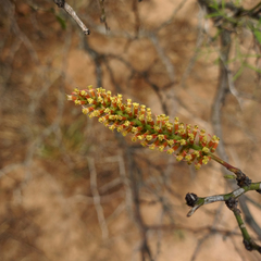 Prosopis elata
