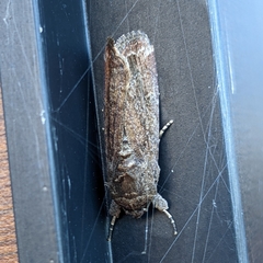 Spodoptera exigua