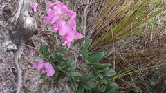 Podalyria biflora