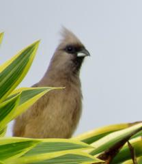 Colius striatus minor