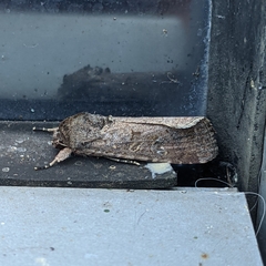 Spodoptera frugiperda