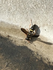 Ancistrocerus unifasciatus