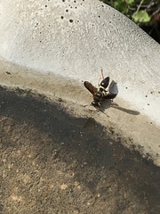 Ancistrocerus unifasciatus