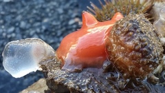 Cnemidocarpa finmarkiensis