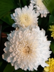 Chrysanthemum