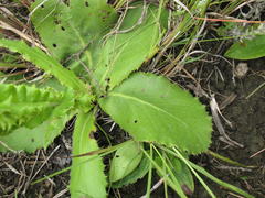 Berkheya rhapontica