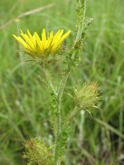Berkheya rhapontica