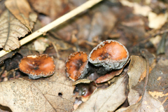 Galiella