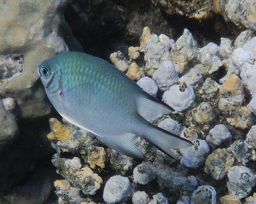 Green Damselfish