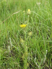 Berkheya rhapontica