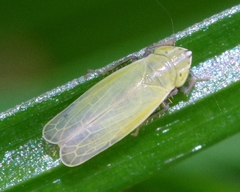 Arthaldeus striifrons