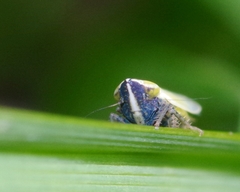 Arthaldeus striifrons