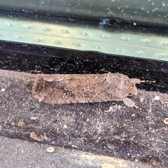 Spodoptera exigua