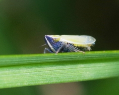 Arthaldeus striifrons