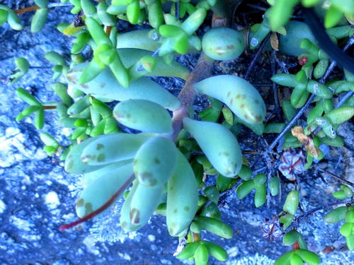 Adromischus mammillaris