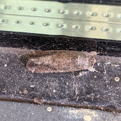 Spodoptera exigua