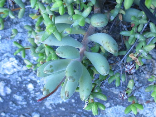 Adromischus mammillaris