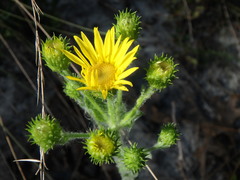 Chrysopsis gossypina
