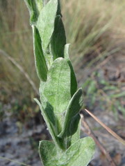 Chrysopsis gossypina