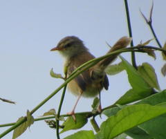 Prinia subflava pondoensis