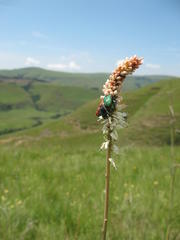 Kniphofia buchananii