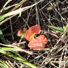 Macroptilium supinum