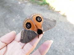 Lepidoptera