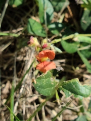 Macroptilium supinum