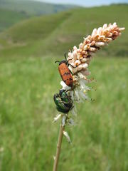 Leucocelis haemorrhoidalis