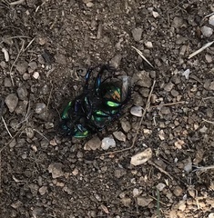 Sericotrupes niger