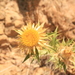 Clustered Carline-Thistle - Photo (c) Sotirios Liakas (Σωτήριος Λιάκας), some rights reserved (CC BY-NC), uploaded by Sotirios Liakas (Σωτήριος Λιάκας)
