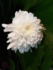 Chrysanthemum