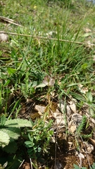Polygala monspeliaca