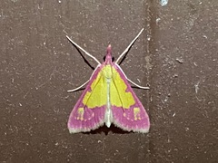 Choristostigma roseopennalis