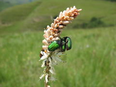 Leucocelis haemorrhoidalis