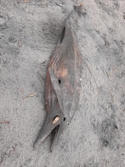 Delphinoidea