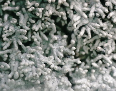 Pertusaria corallina